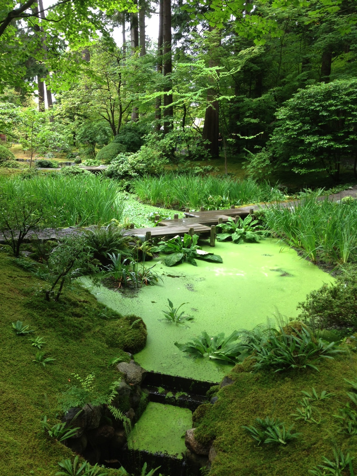 green-bridge1.jpg